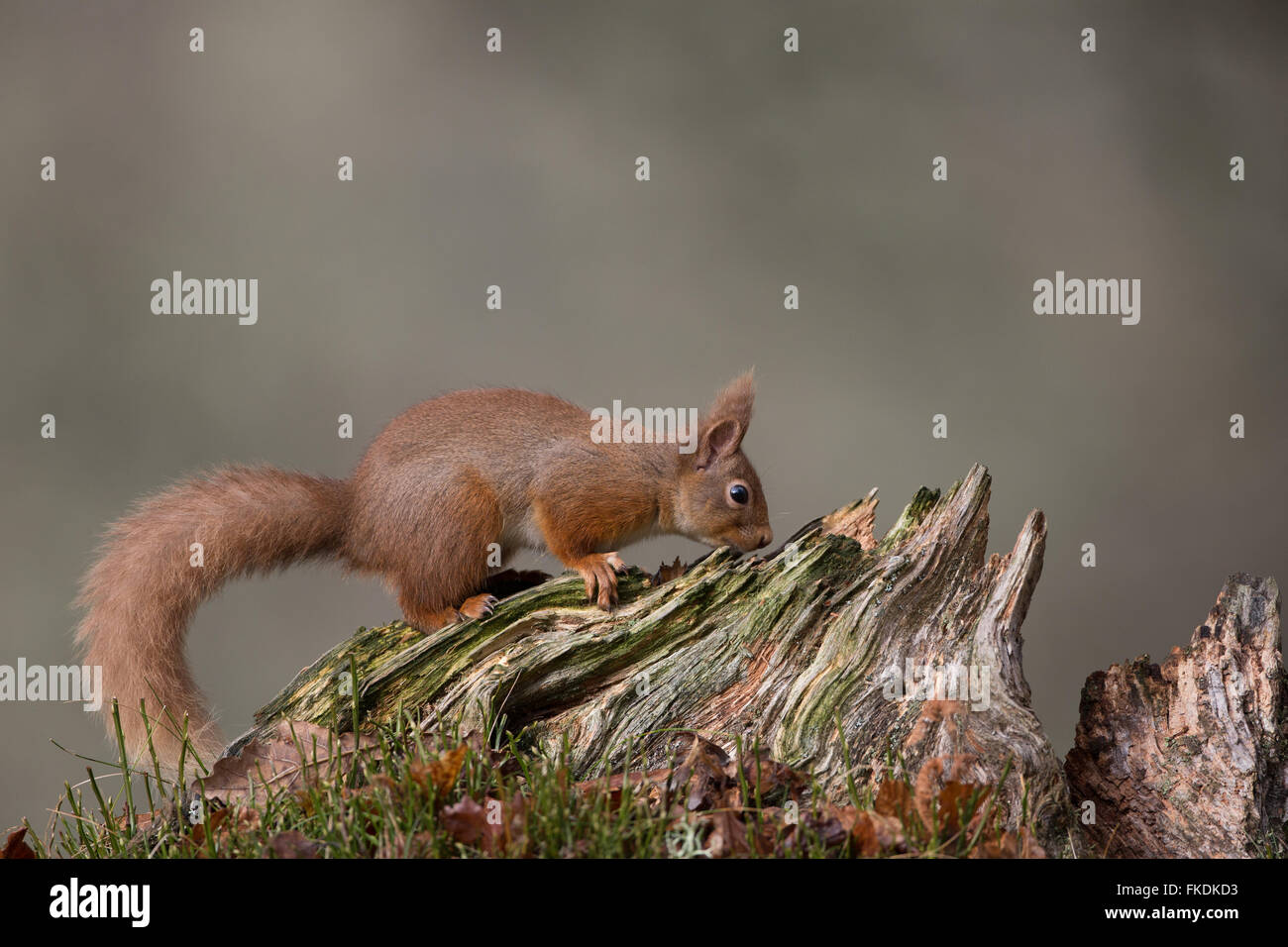 L'Écureuil roux (Sciurus vulgaris) se nourrir dans une ancienne caduques, dans les Highlands, Ecosse, Royaume-Uni. Banque D'Images