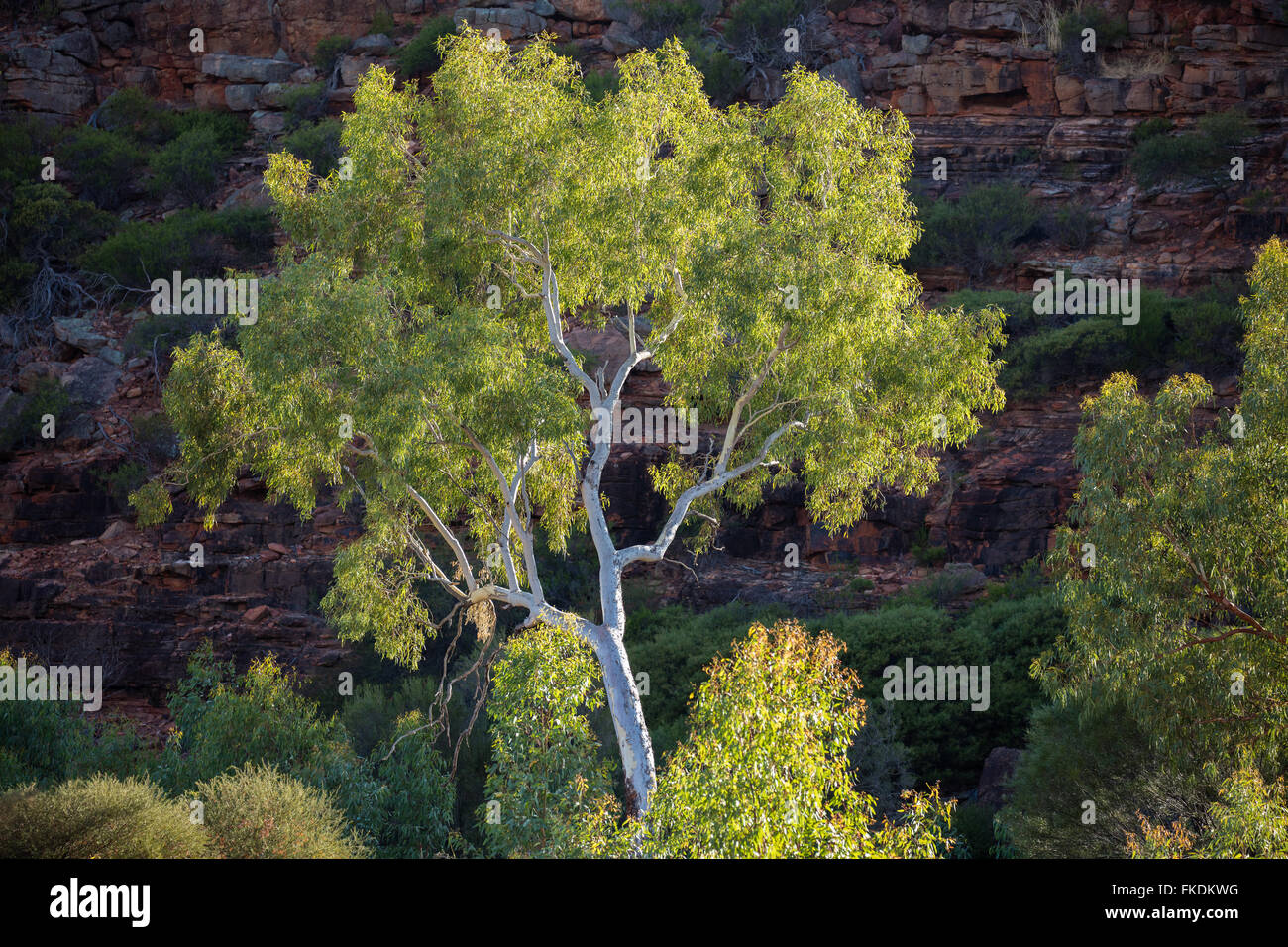 Un eucalyptus dans la gorge de la rivière Murchison à Ross Graham, le Parc National de Kalbarri, Australie occidentale Banque D'Images