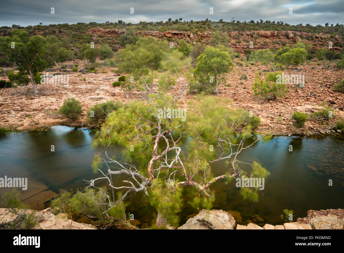 Un eucalyptus dans la gorge de la rivière Murchison à Ross Graham, le Parc National de Kalbarri, Australie occidentale Banque D'Images