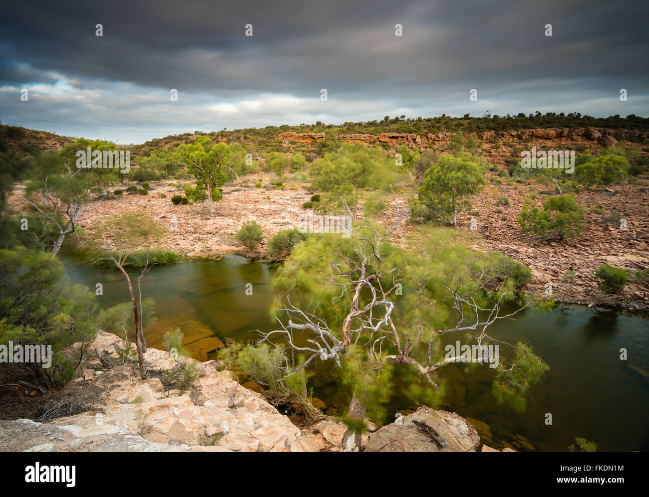 Un eucalyptus dans la gorge de la rivière Murchison à Ross Graham, le Parc National de Kalbarri, Australie occidentale Banque D'Images