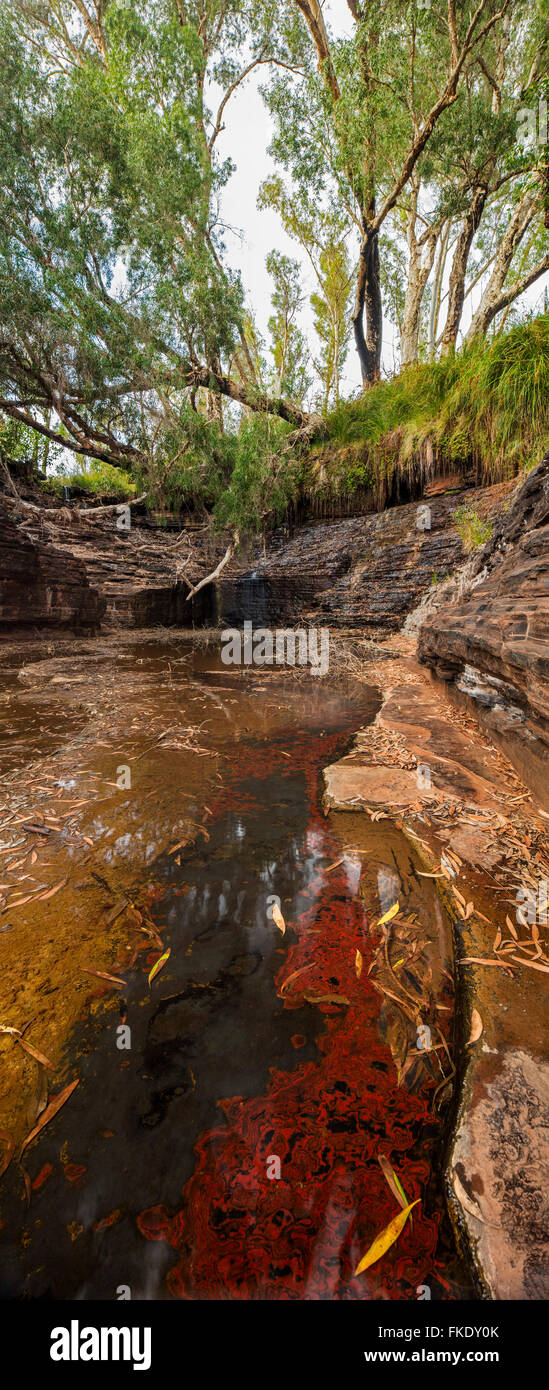 Gorge Kalamina, parc national de Karijini, Pilbarra, Australie occidentale Banque D'Images