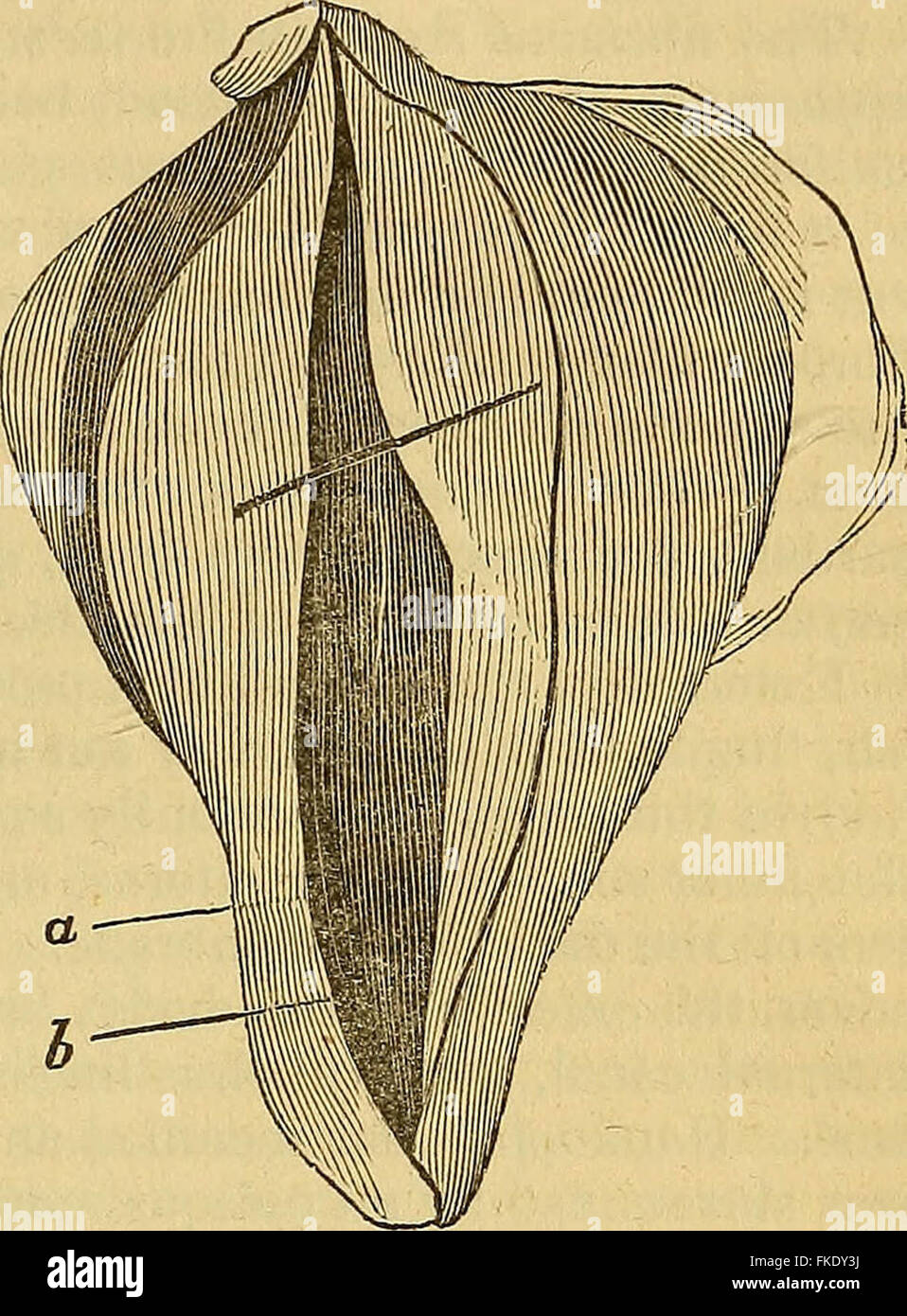 "Éléments d'anatomie pathologique" (1843) Banque D'Images