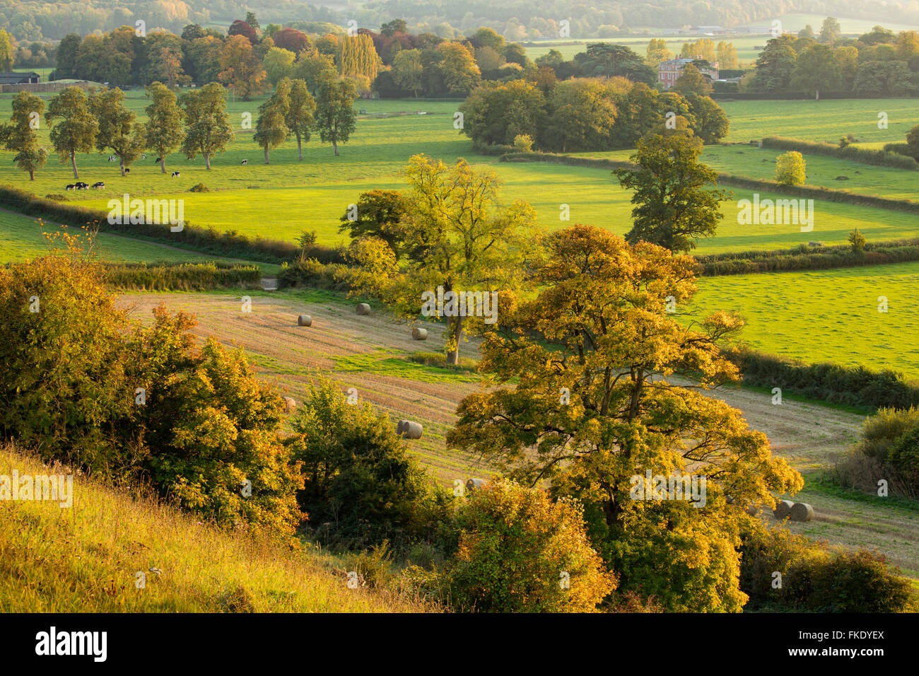 Couleurs d'automne sur East Hill et ferme, Venn Milborne Port, Somerset, Angleterre Banque D'Images