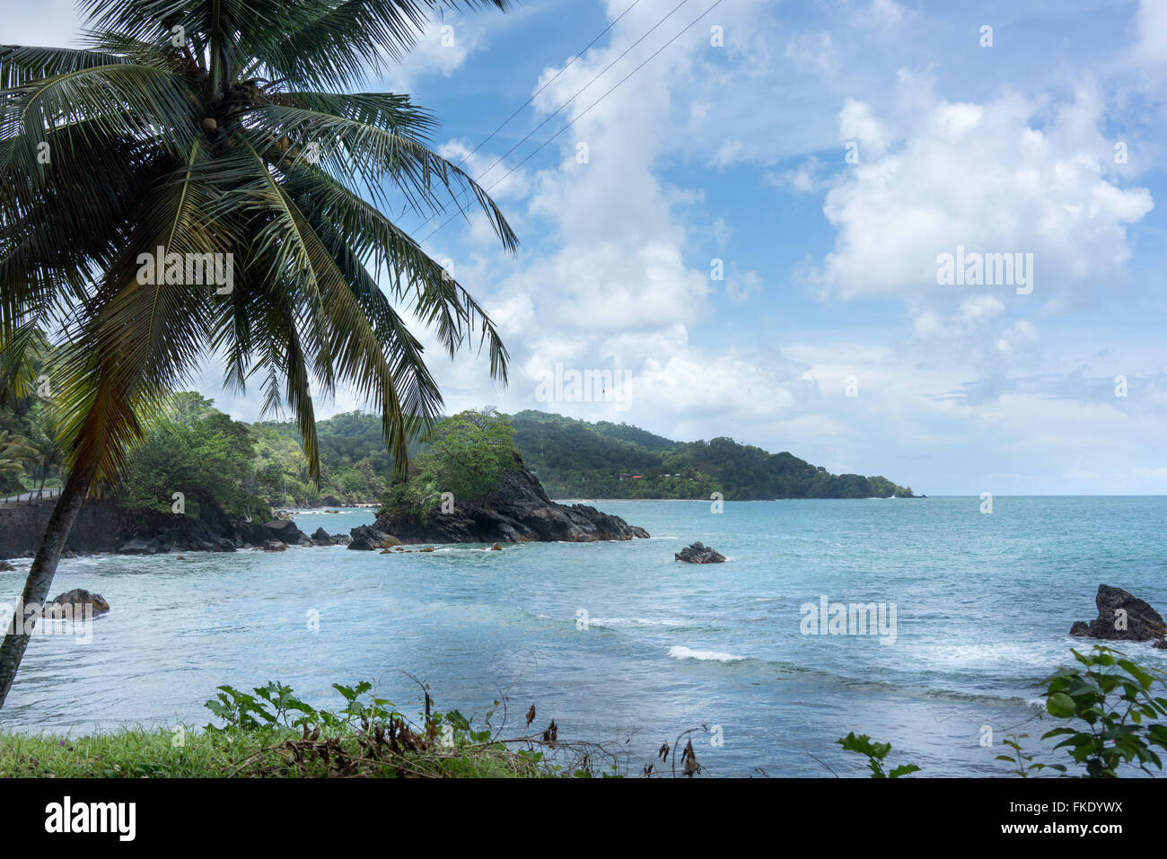 Palmier poussant sur la côte, Trinité-et-Tobago Banque D'Images
