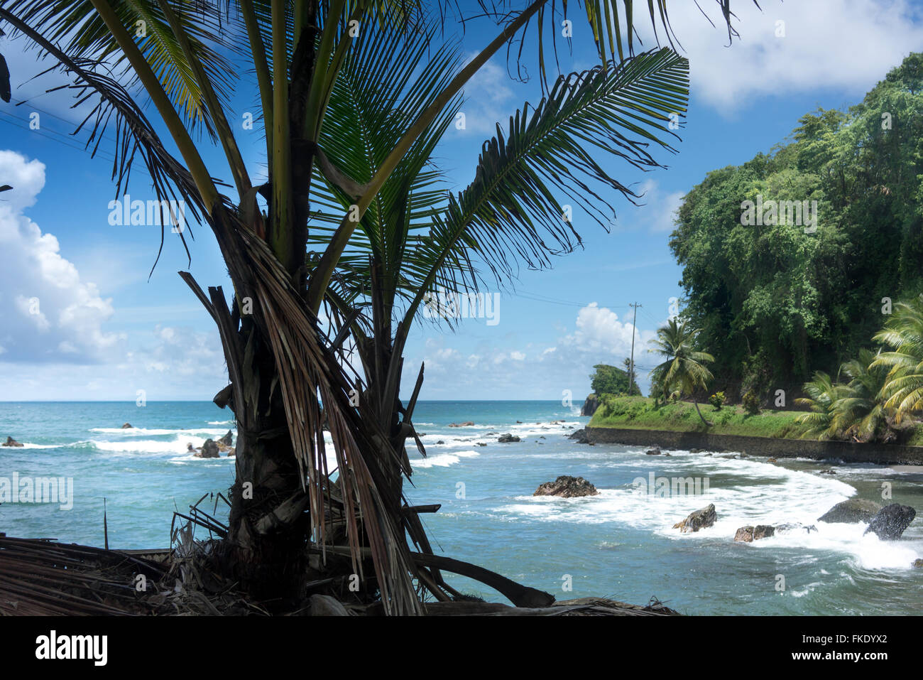 Palmier poussant sur la côte, Trinité-et-Tobago Banque D'Images