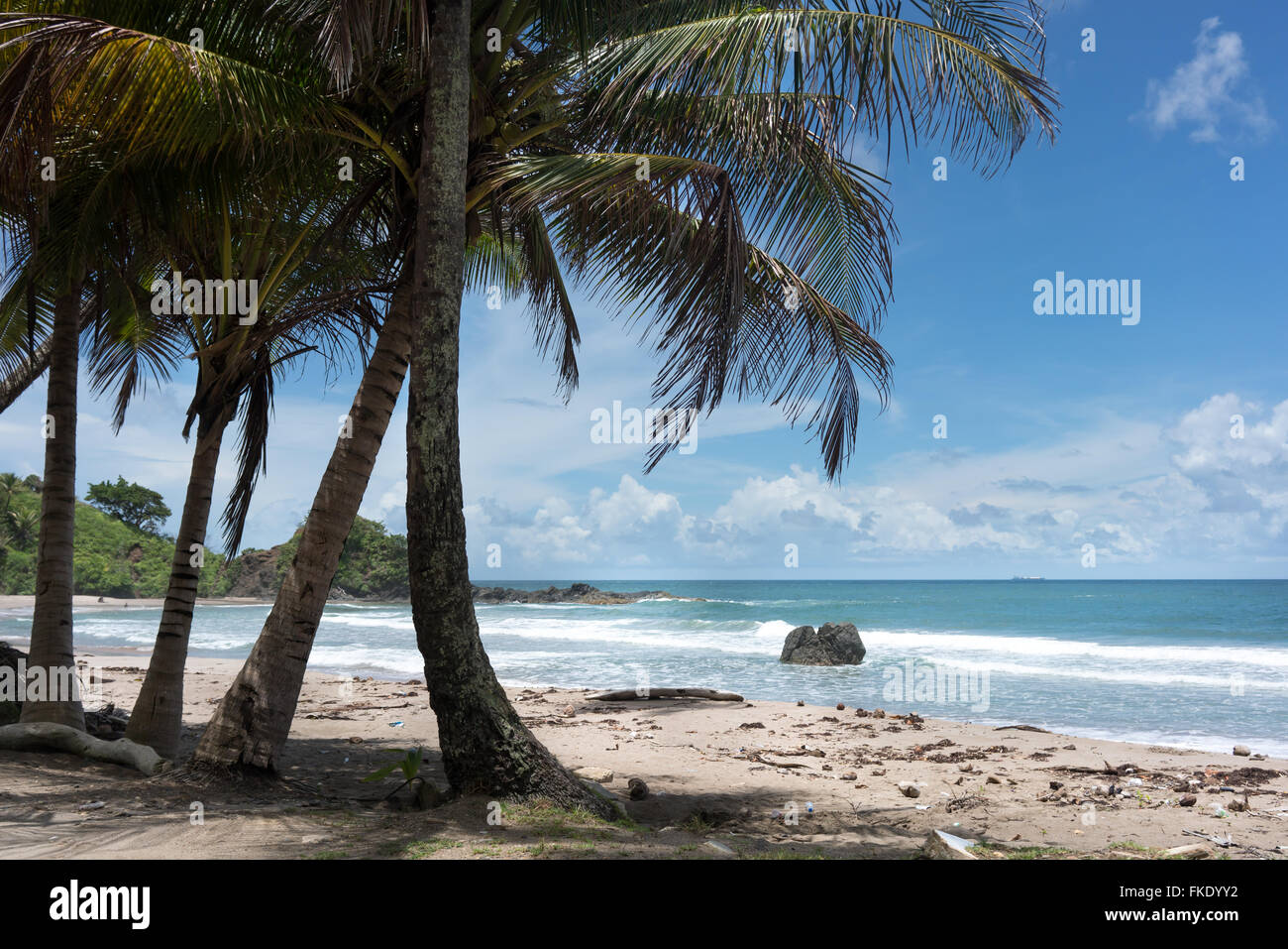 Palmiers sur la plage tropicale, Trinité-et-Tobago Banque D'Images