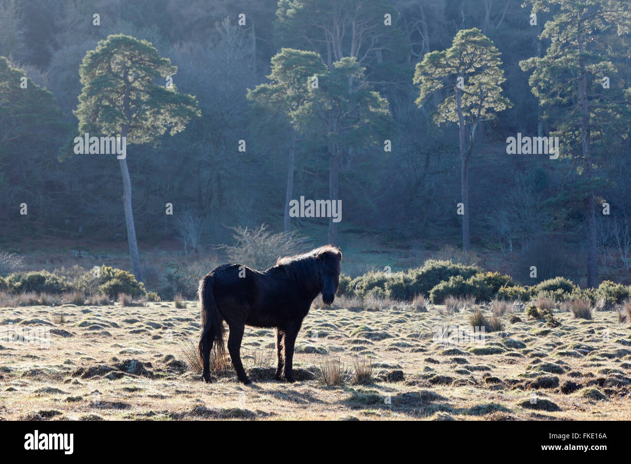 Poney Dartmoor. Parc National de Dartmoor. Devon. UK. Banque D'Images