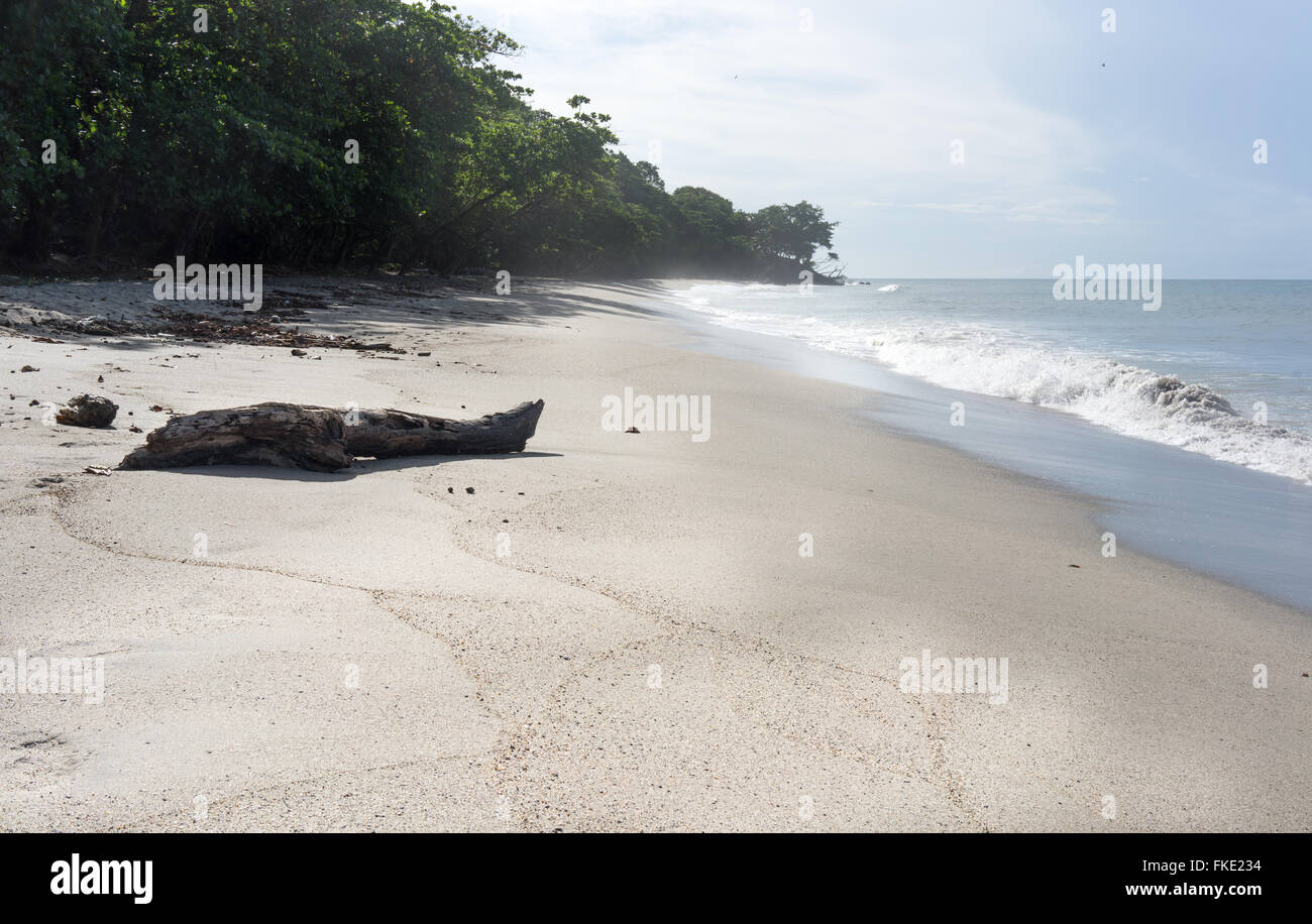 Forme poisson driftwood on sandy beach, Trinité, Trinité-et-Tobago Banque D'Images