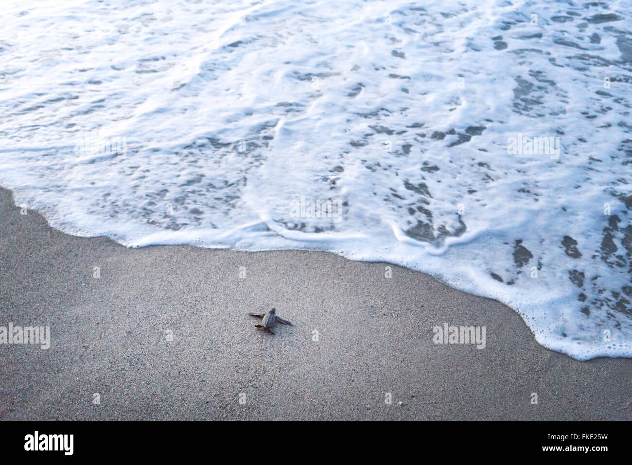 Portrait de la tortue luth en rampant à la mer sur la plage, à la Trinité, Trinité-et-Tobago Banque D'Images