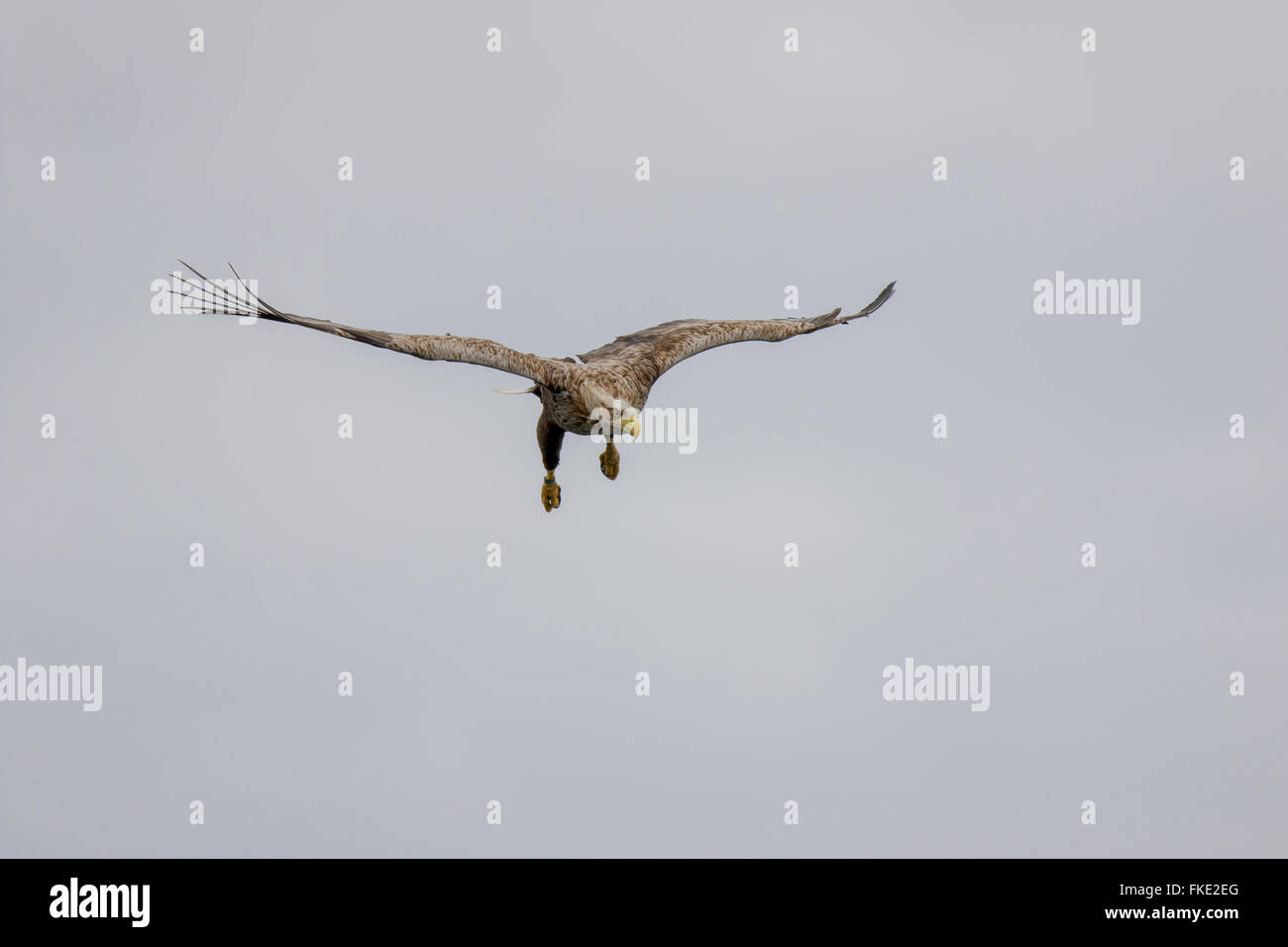 Planeur mâle adulte, pygargue à queue blanche (Haliaeetus Albiclla) Mull Ecosse Banque D'Images