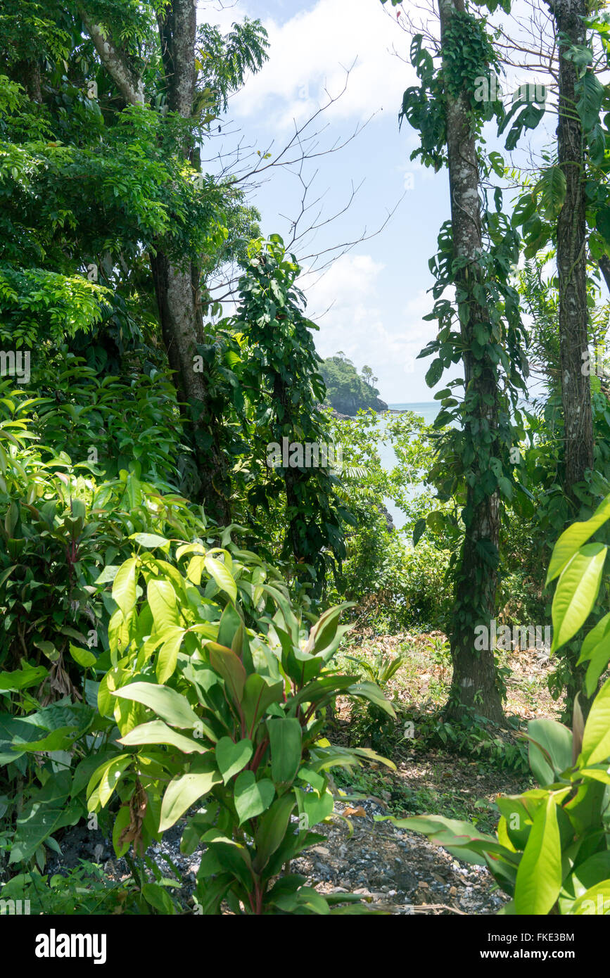 Les plantes rampantes sur tronc d'arbres, à la Trinité, Trinité-et-Tobago Banque D'Images