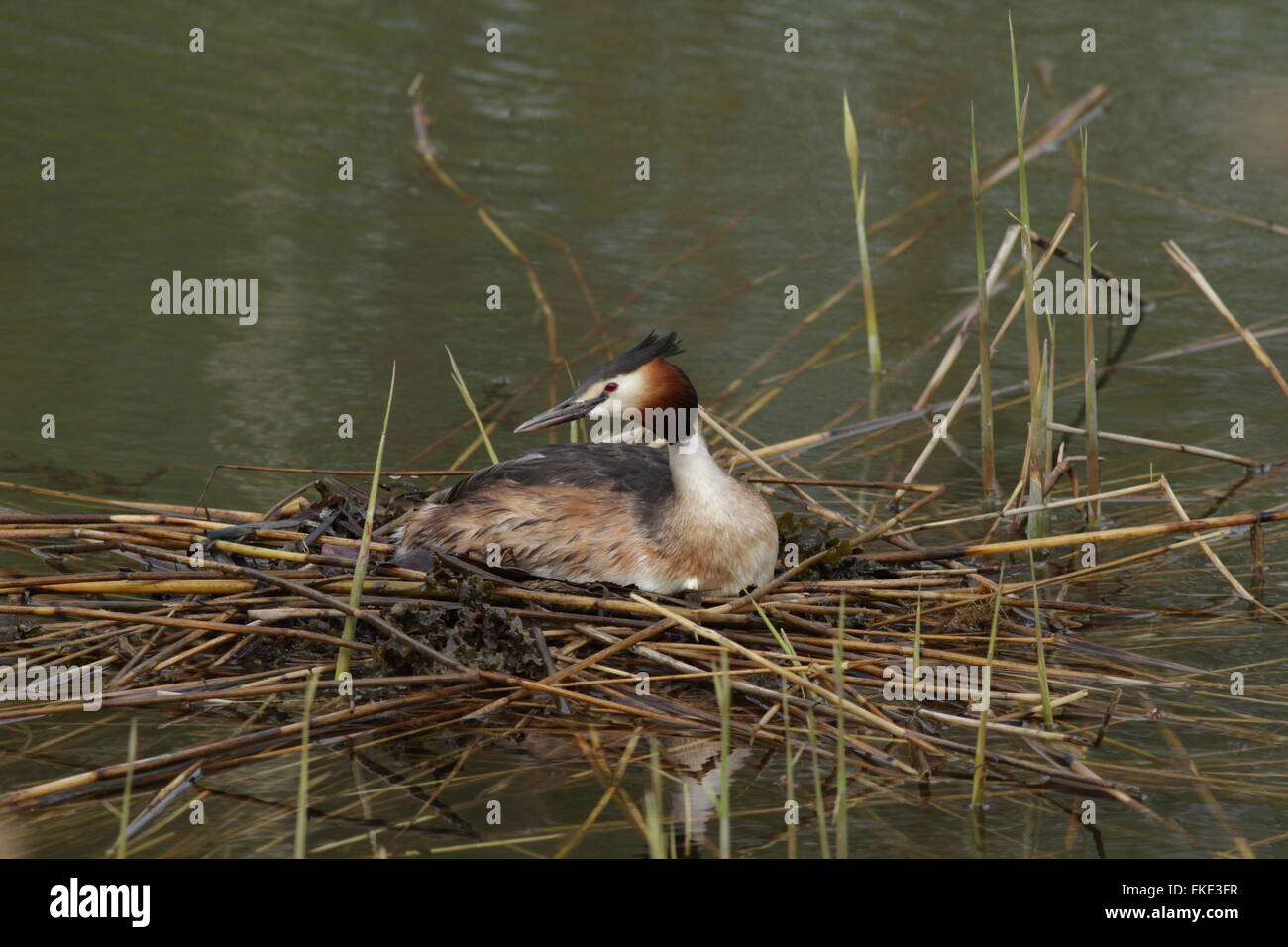 Un grand grebe à crête assis sur des œufs dans le nid Banque D'Images