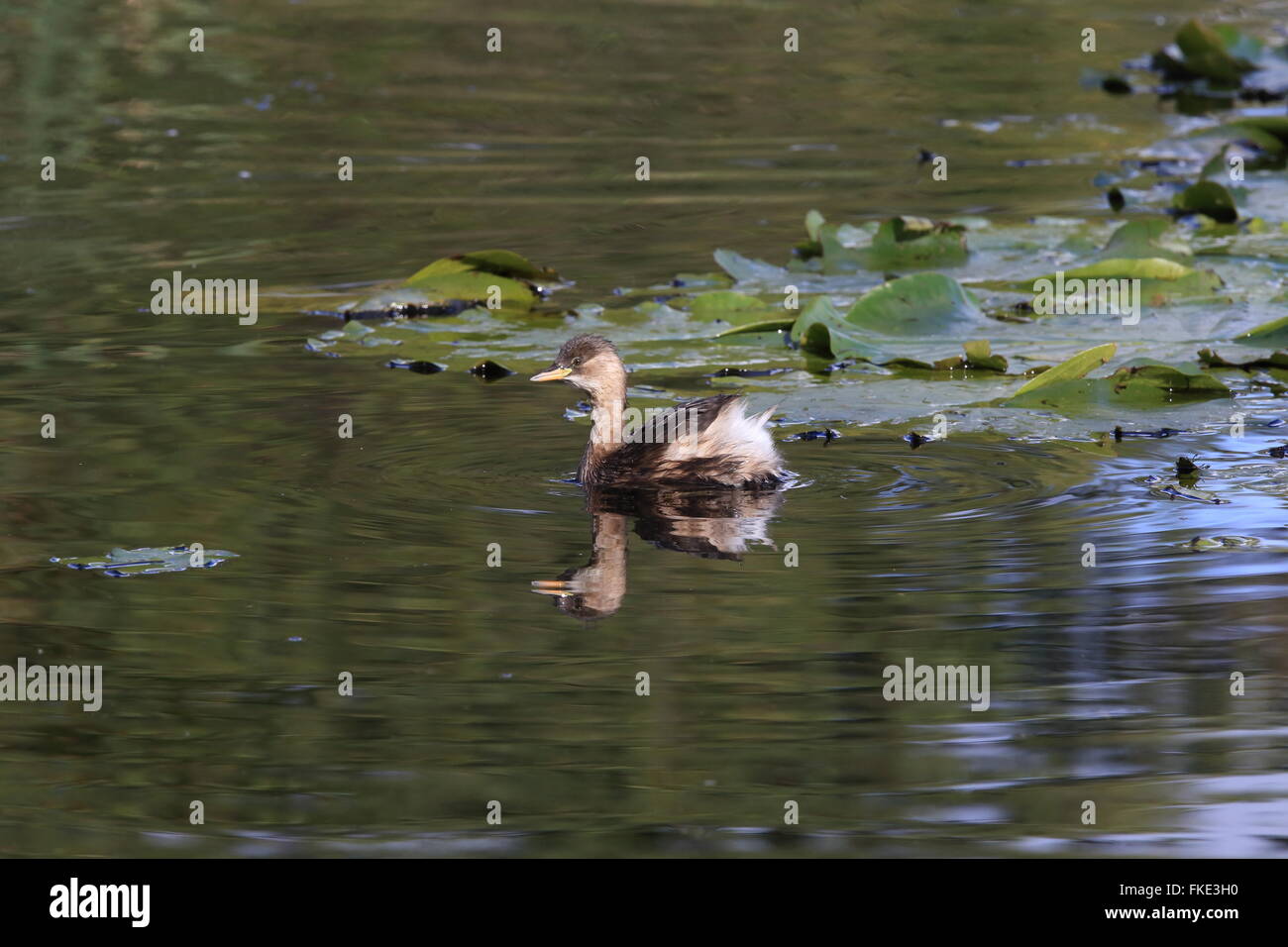 Jeune petit grèbe dans un étang avec des feuilles de nénuphars Banque D'Images