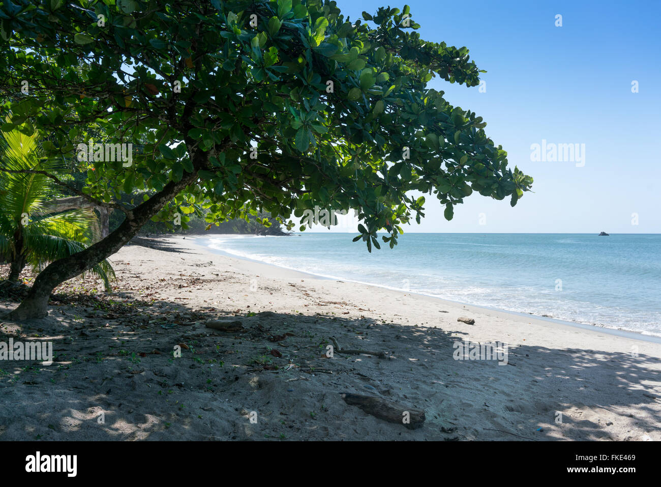 Les arbres croissant sur mer contre le ciel clair, la Trinité, Trinité-et-Tobago Banque D'Images