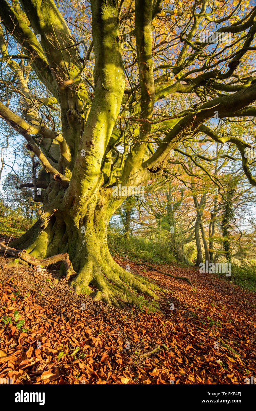 Le hêtre dans les bois en automne nr Milborne Wick, Somerset, England, UK Banque D'Images