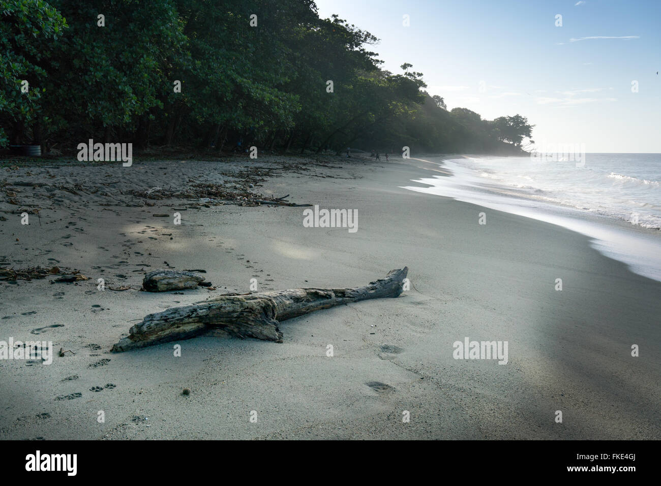 Forme poisson driftwood on sandy beach, Trinité, Trinité-et-Tobago Banque D'Images