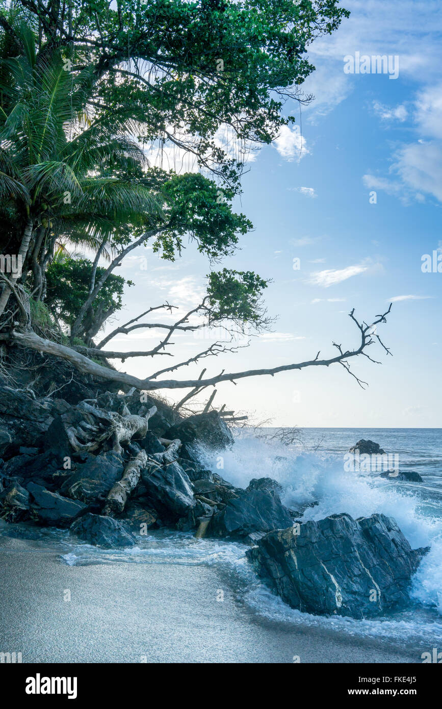 Arbres sur falaise et éclaboussures des vagues sur les rochers au bord de la mer, à la Trinité, Trinité-et-Tobago Banque D'Images
