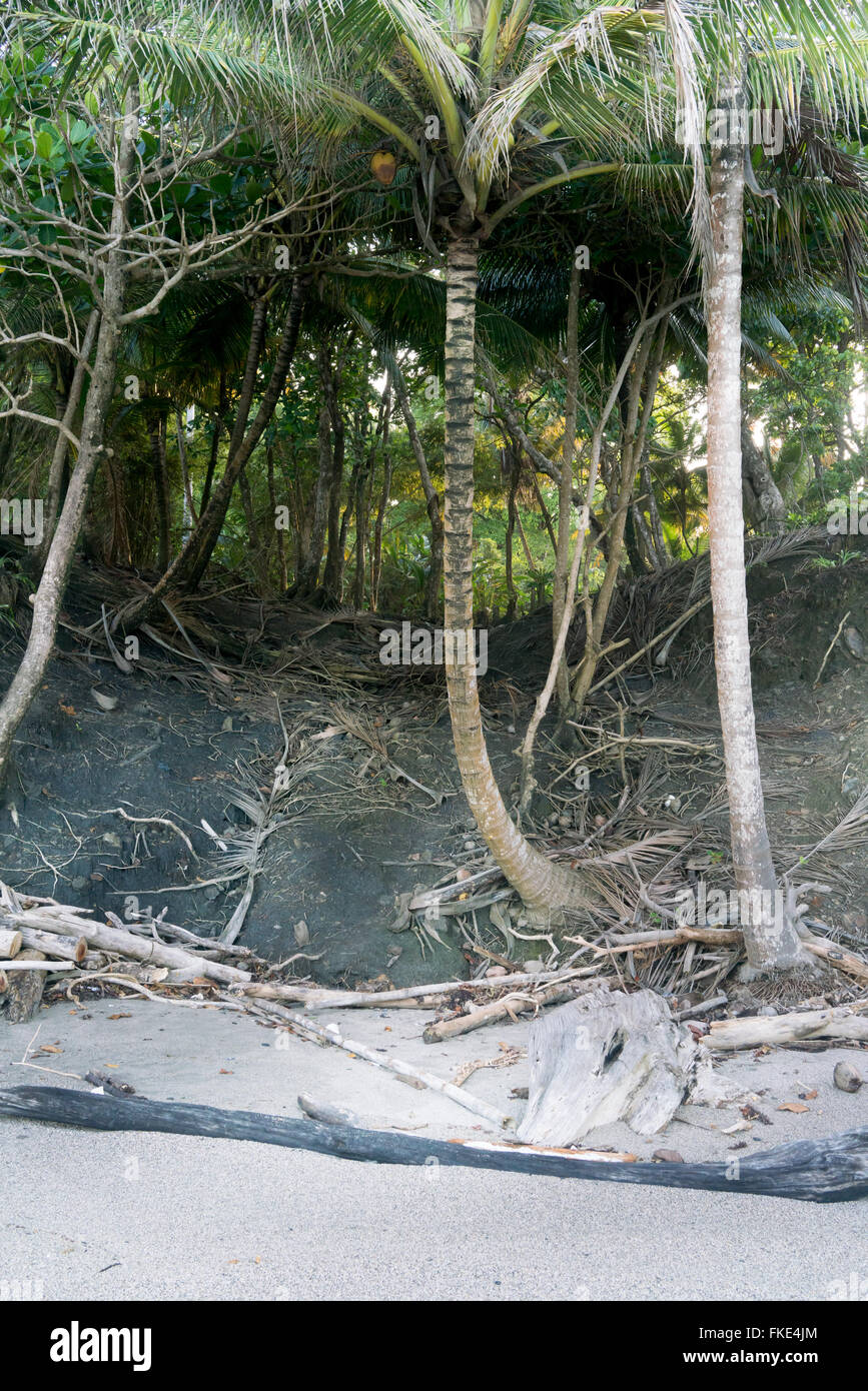 Vue panoramique sur mer de palmiers, Trinité, Trinité-et-Tobago Banque D'Images