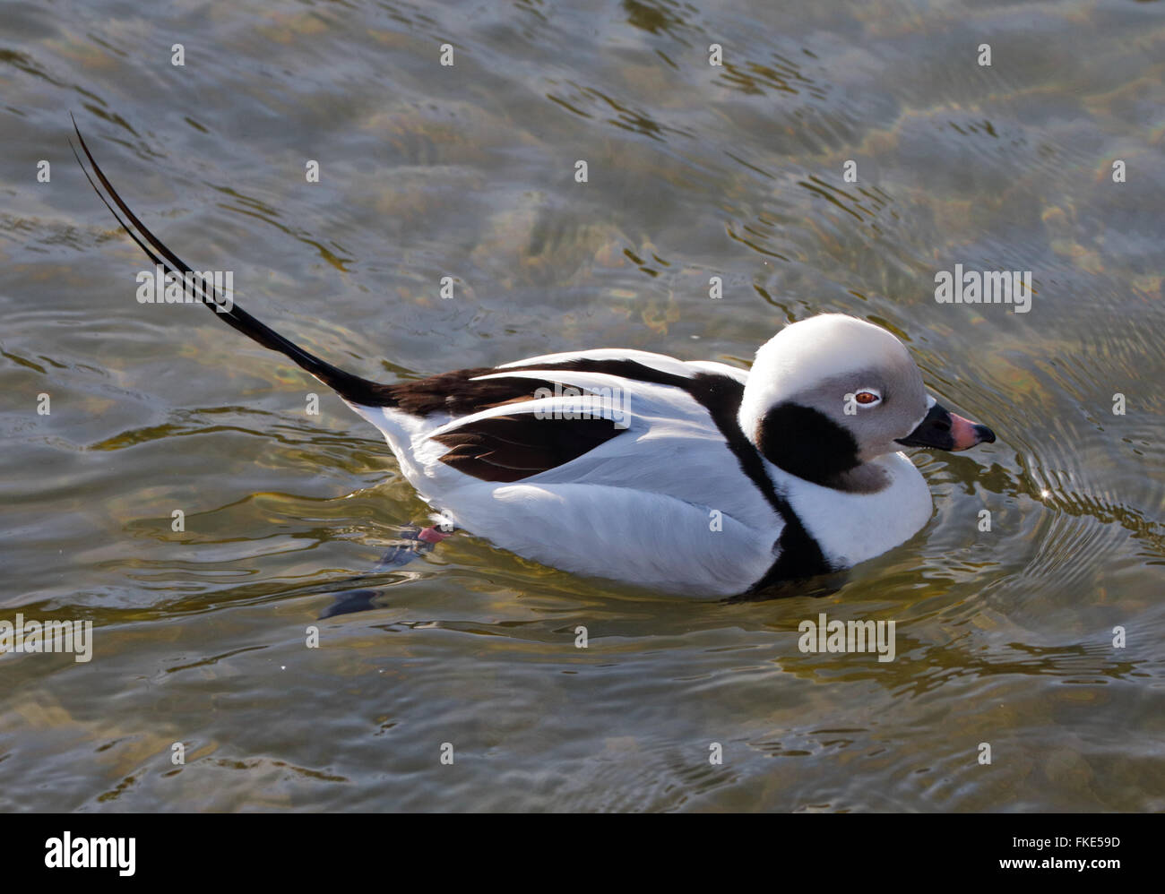 Canard longue (Clangula hyemalis) Banque D'Images