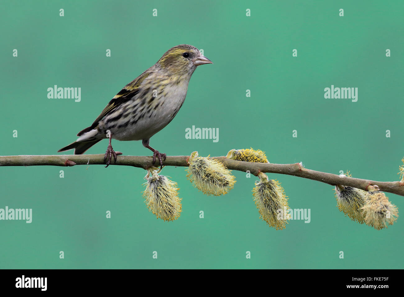 Siskin Carduelis spinus,, femme célibataire sur branch, Warwickshire, Mars 2016 Banque D'Images