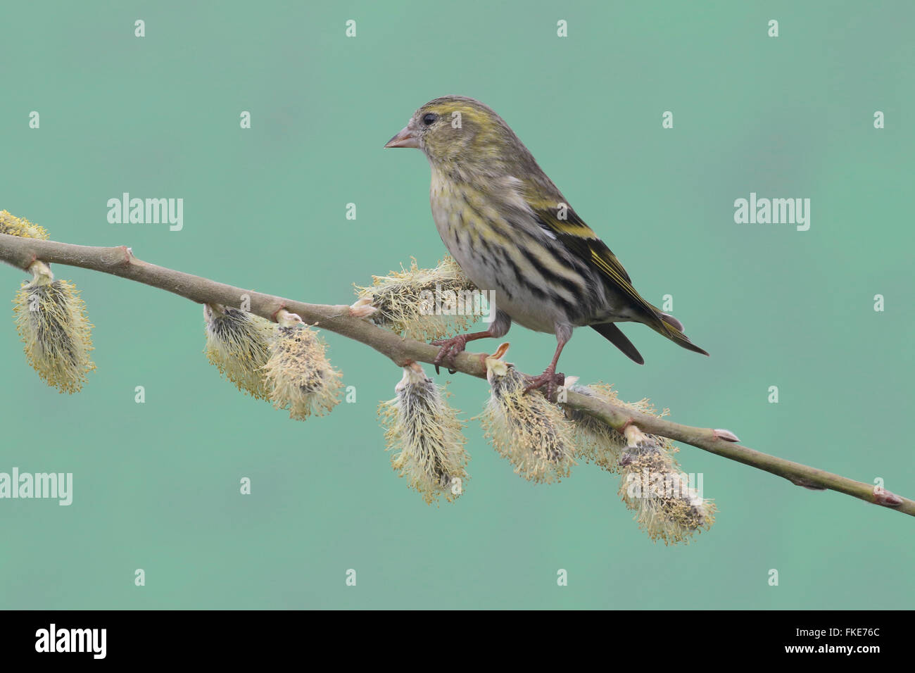 Siskin Carduelis spinus,, femme célibataire sur branch, Warwickshire, Mars 2016 Banque D'Images