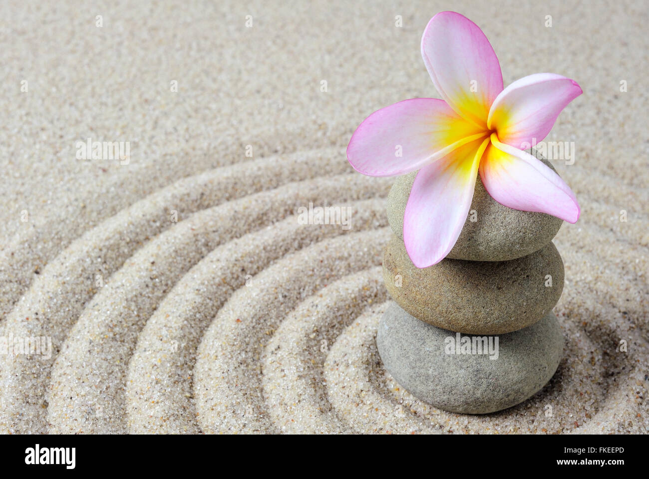 Fleur de frangipanier sur un fond de sable avec des pierres zen Banque D'Images