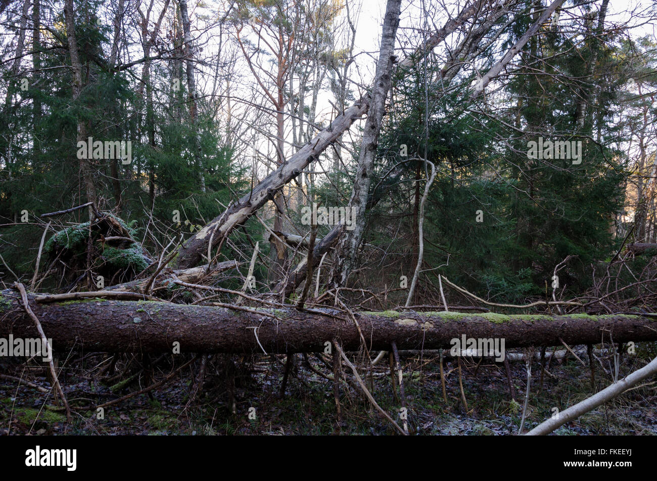 L'abattage des arbres après une tempête de vent et de très gros Banque D'Images