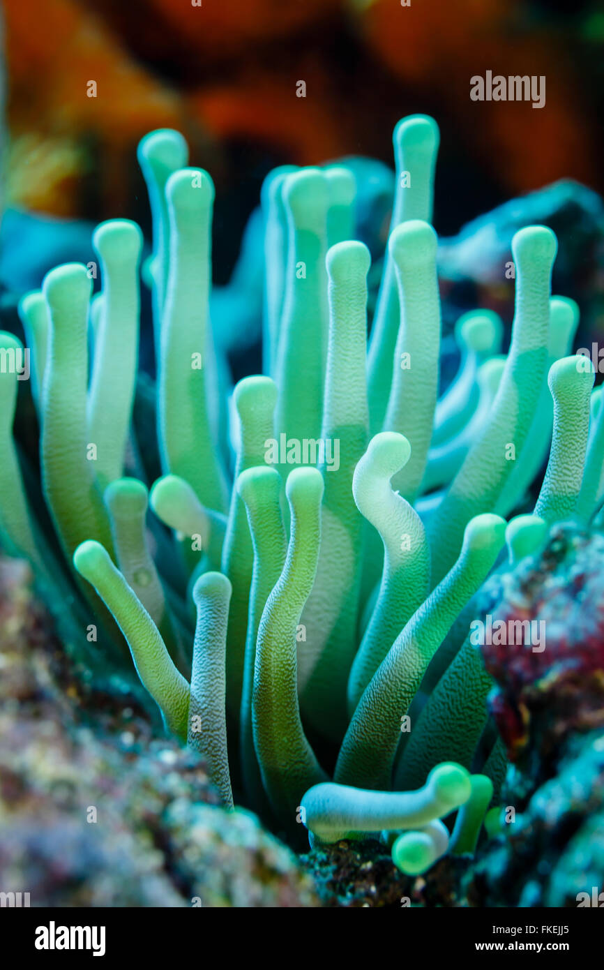 Close-up of open, tentacules verts, le détroit d'anémone de mer, anthozoaires actinaria, sur la barrière de corail Banque D'Images