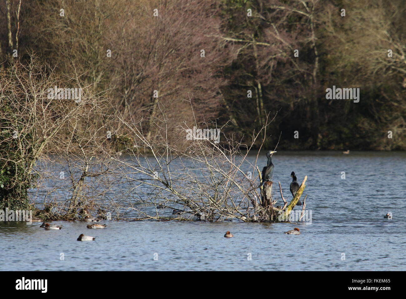 Voir des cormorans au lac de lierre, Blashford Lakes près de Ringwood, Hampshire Banque D'Images