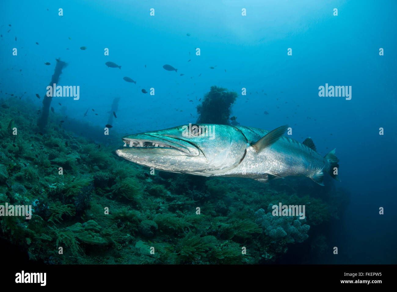 Grand barracuda solitaire (Sphyraena barracuda) dans l'épave de la liberté. Banque D'Images