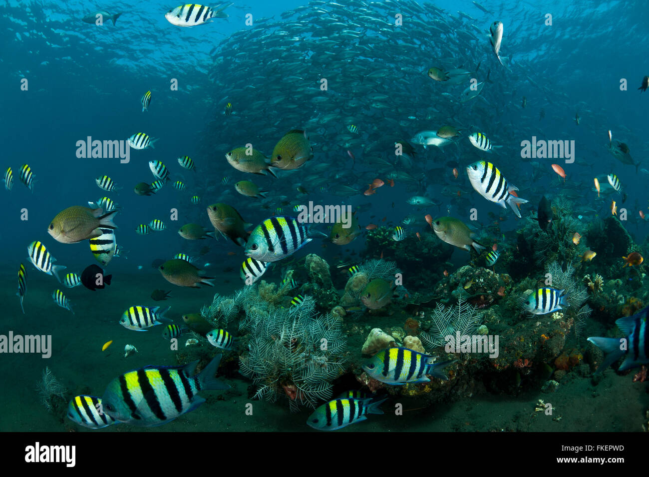 Une variété de poissons de récif et de castagnoles noires abondent autour de la barrière de corail avec la scolarisation les carangues obèse (Caranx sexfasciatus) dans l'arrière-plan. Banque D'Images