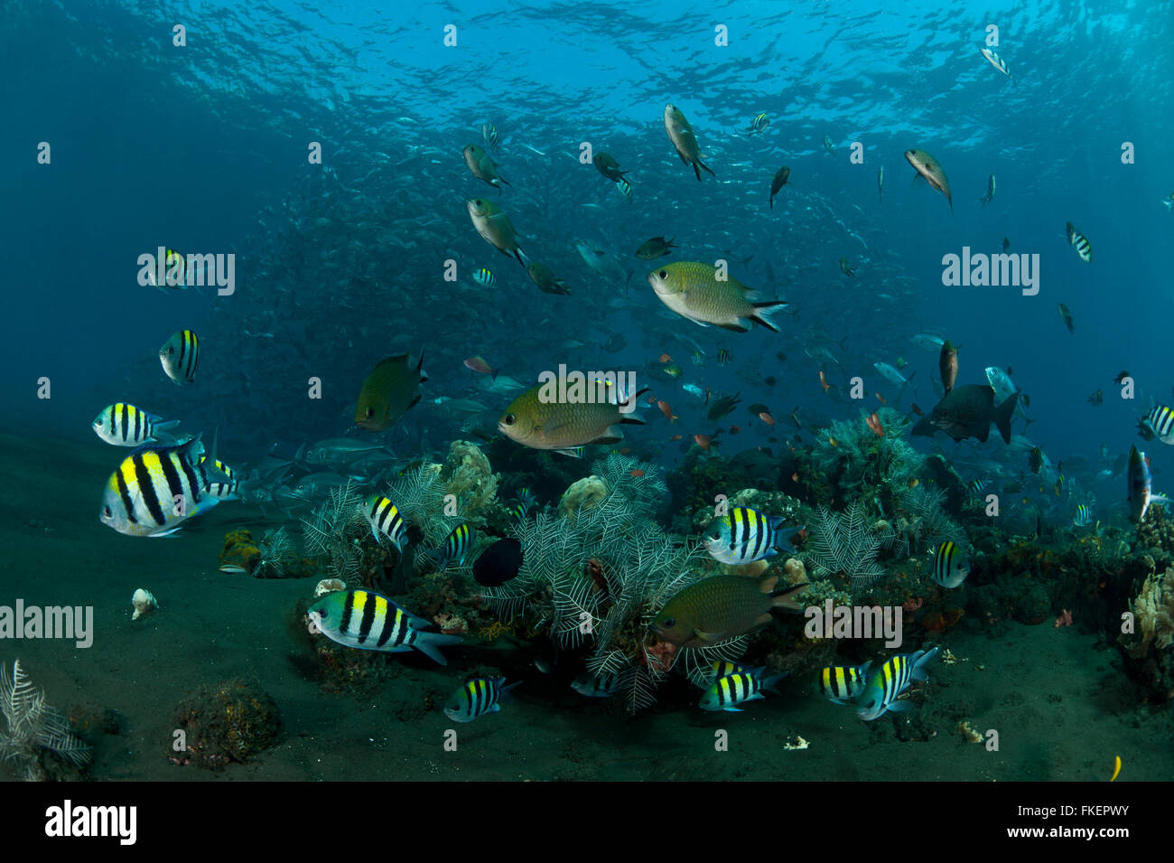 Une variété de poissons de récif et de castagnoles noires abondent autour de la barrière de corail avec la scolarisation les carangues obèse (Caranx sexfasciatus) dans l'arrière-plan. Banque D'Images