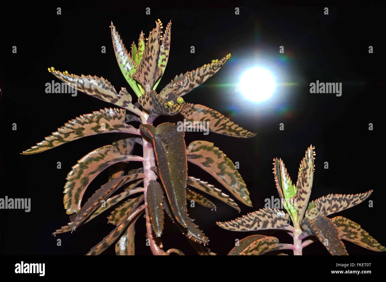 Plantes exotiques par nuit Banque D'Images