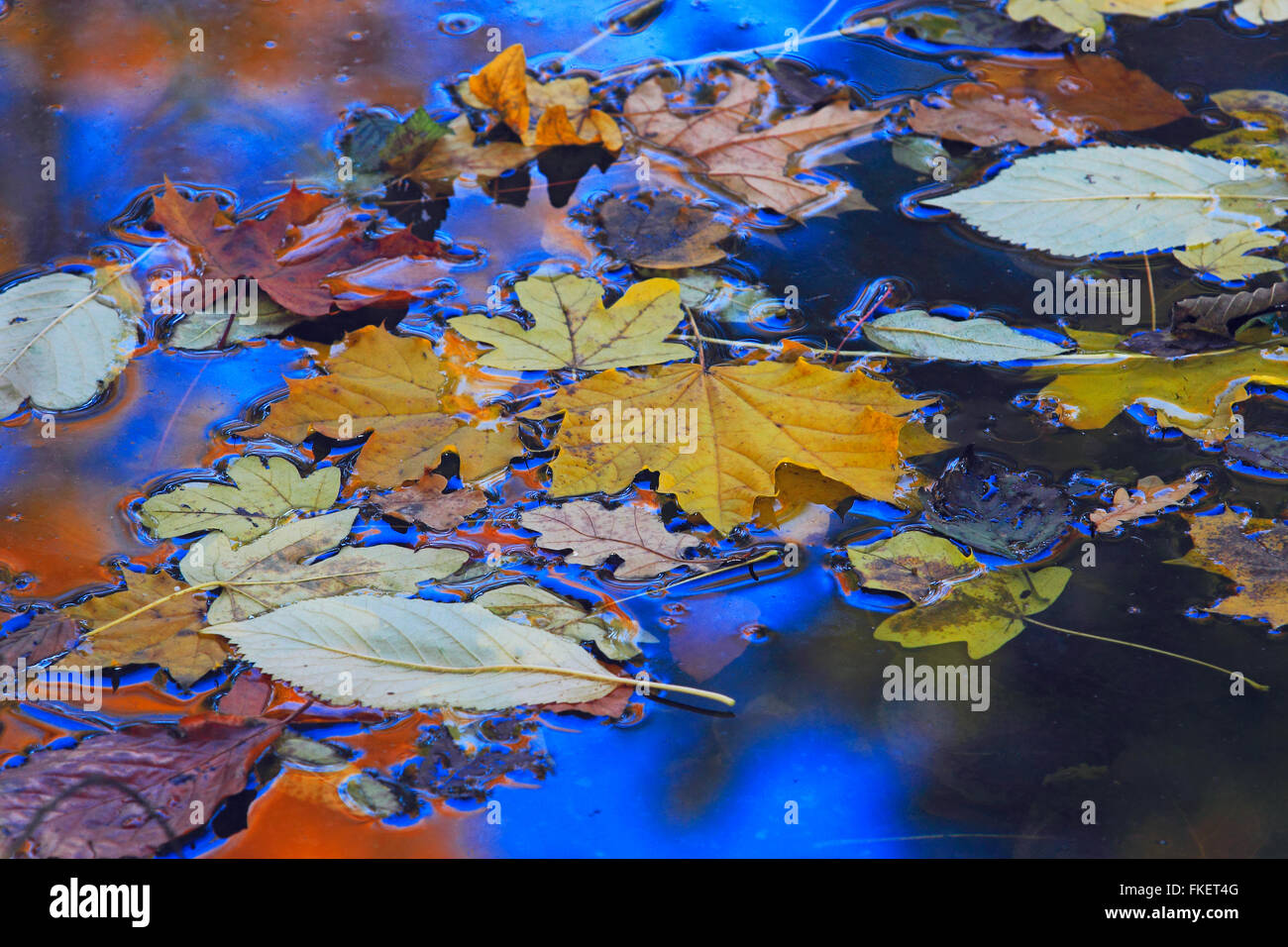 Feuilles mortes flottant à la surface de l'eau Banque D'Images