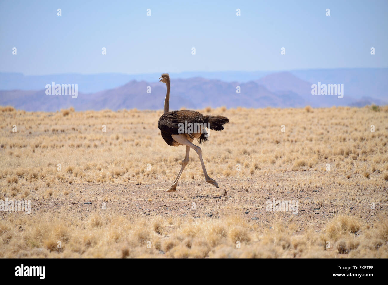 Autruche d'Afrique (Struthio camelus), Namibie Banque D'Images