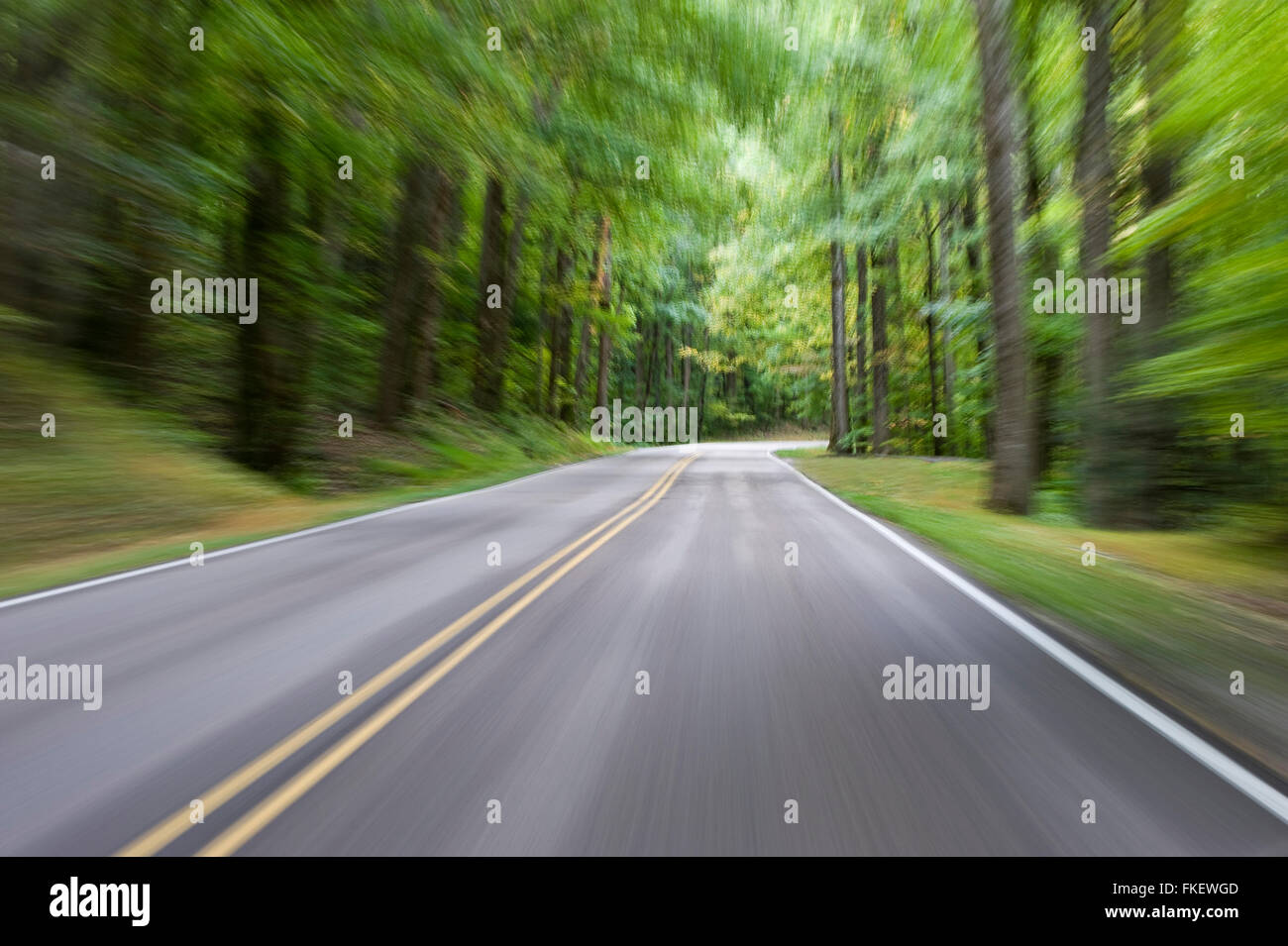 Motion Blur Forest Road Banque D'Images