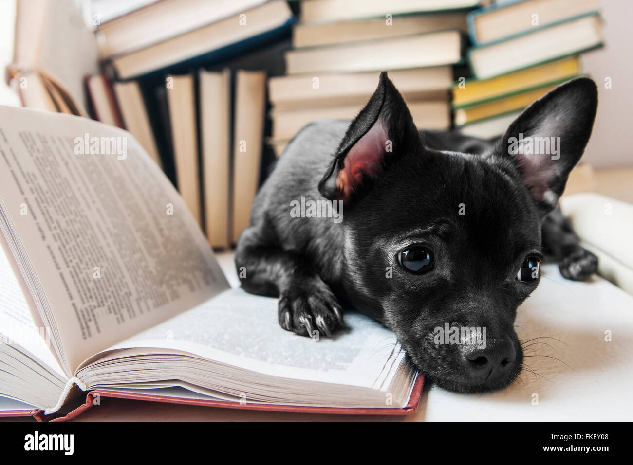 Chien Noir reading book in library Banque D'Images