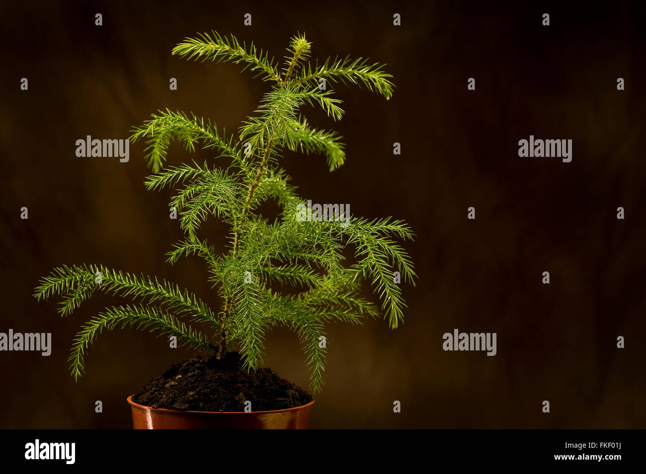 Nouvelle vie Banque D'Images