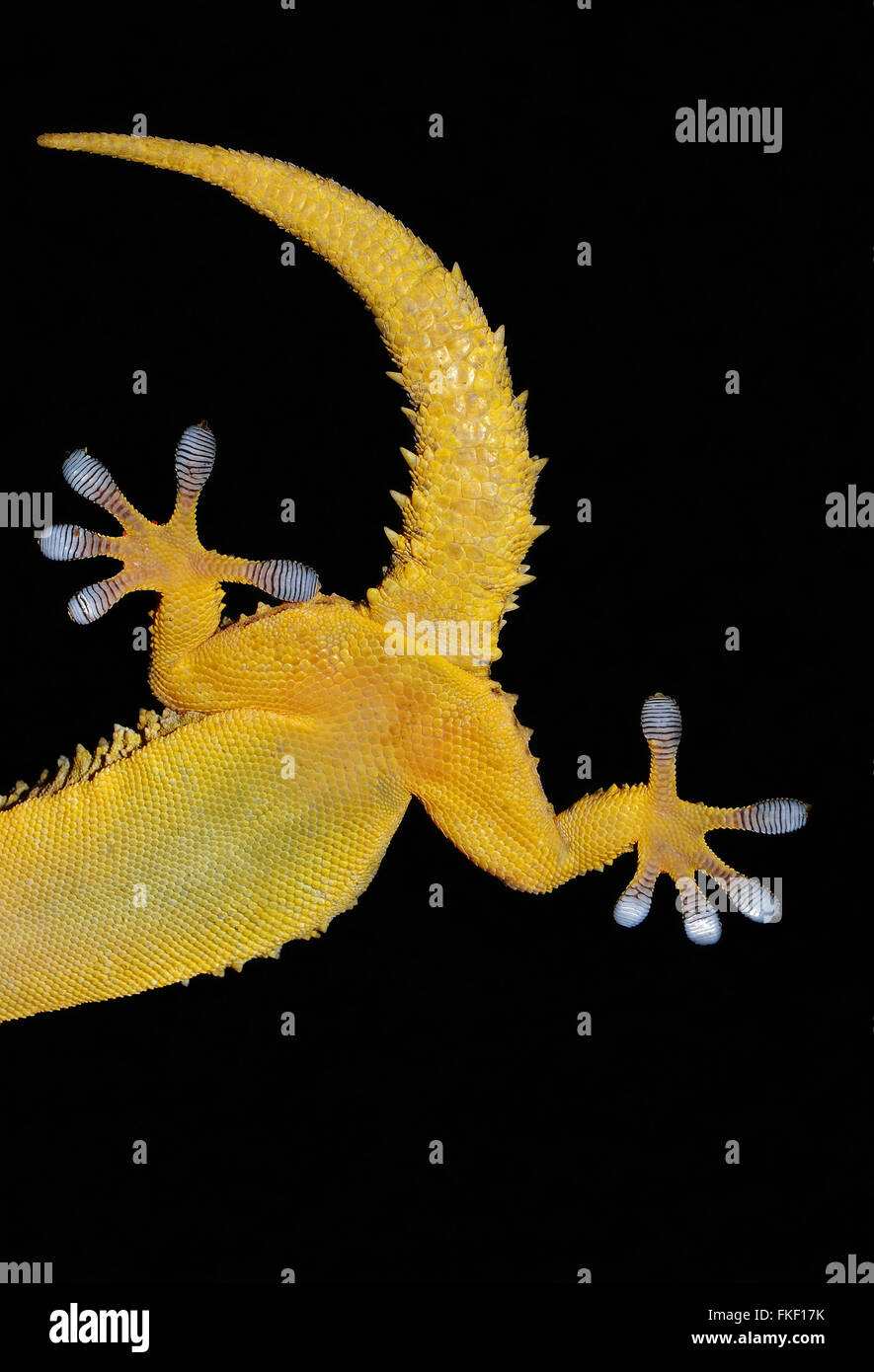 Queue et pattes de gecko Banque D'Images