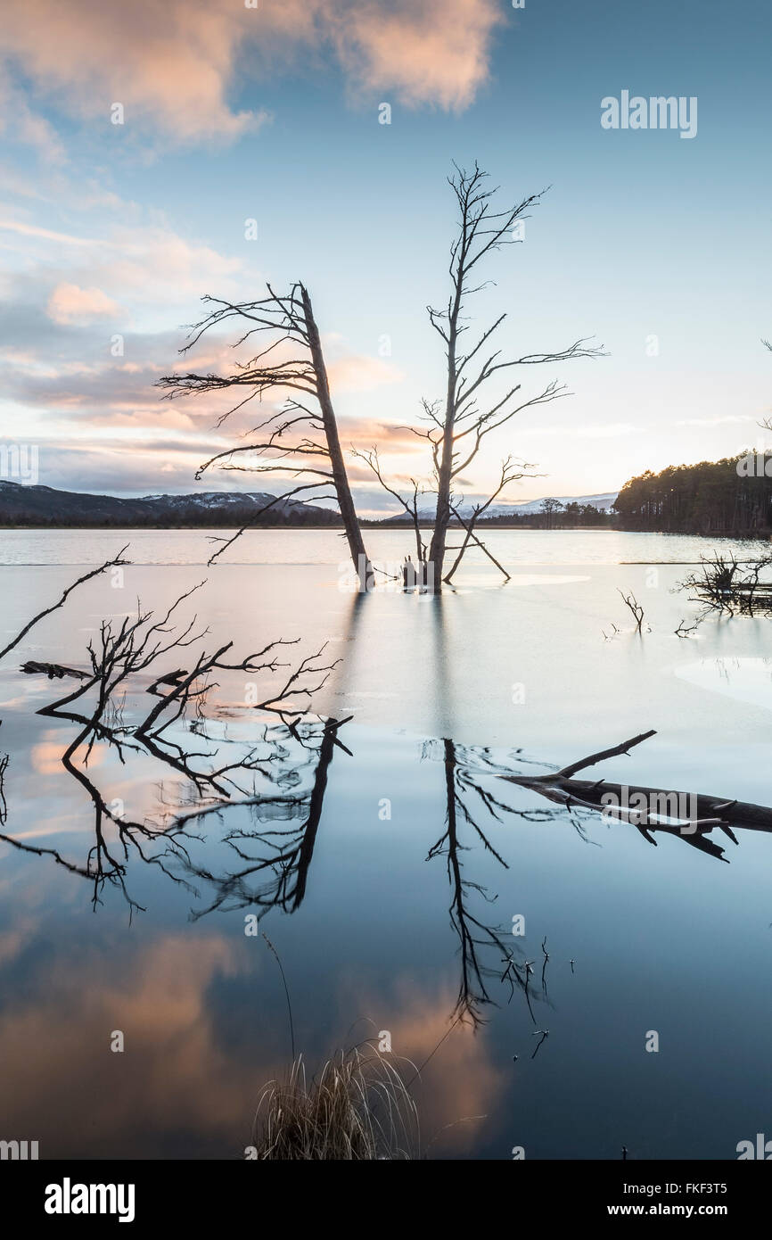 Arbre tempête à Loch Mallachie dans le Parc National de Cairngorms. Banque D'Images