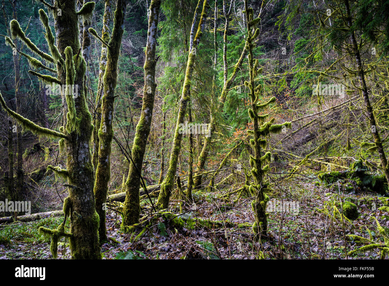 Les arbres moussus dans Reelig Glen. Banque D'Images