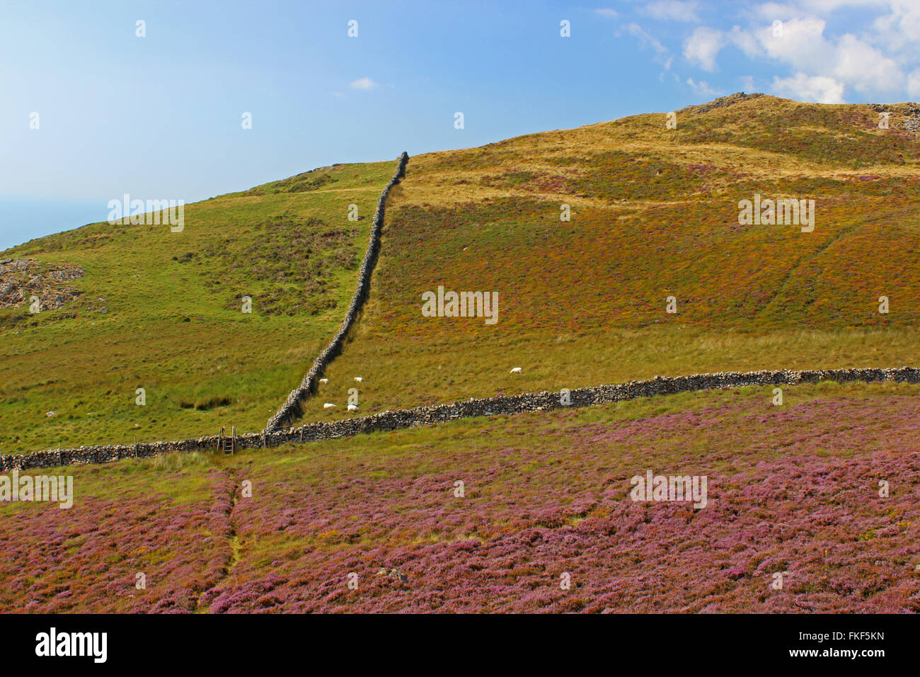 Paysage autour du lac de Cregennan et Gwynedd au Pays de Galles Cadair Idris Banque D'Images