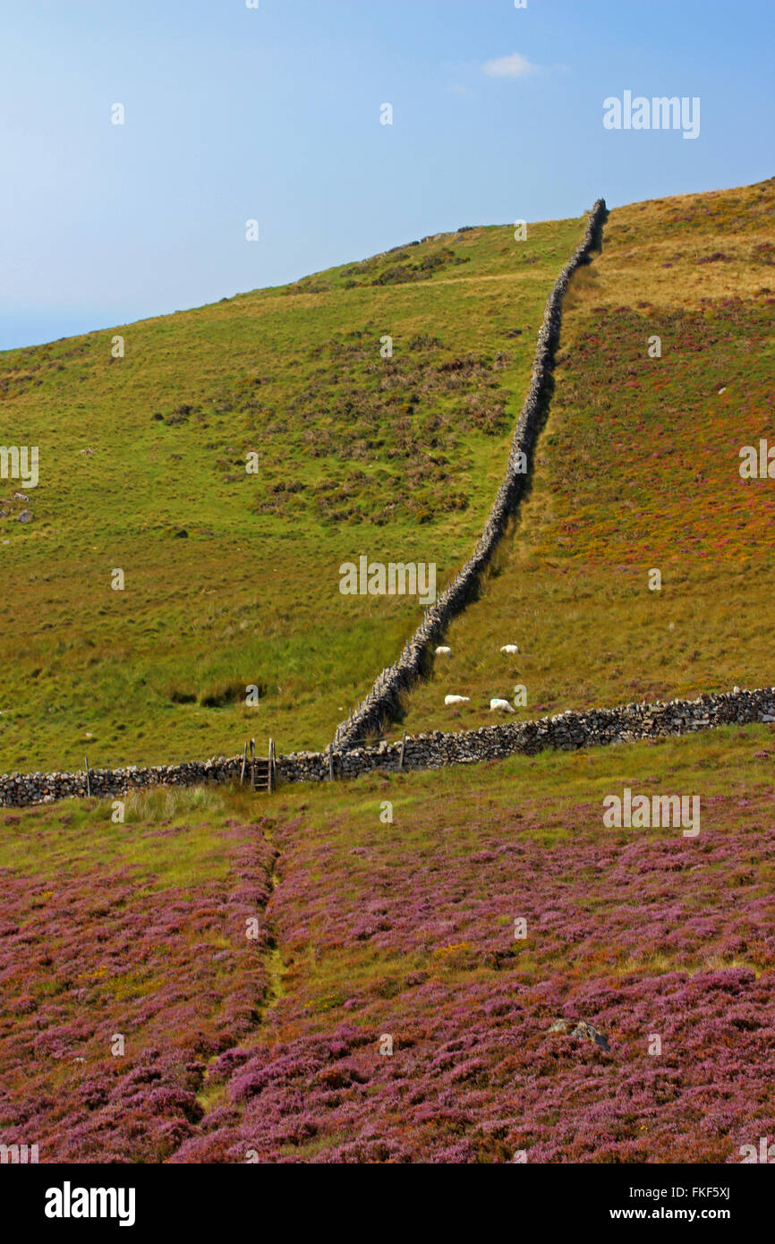 Paysage autour du lac de Cregennan et Gwynedd au Pays de Galles Cadair Idris Banque D'Images