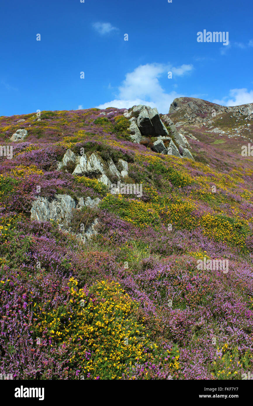 Paysage autour du lac de Cregennan et Gwynedd au Pays de Galles Cadair Idris Banque D'Images