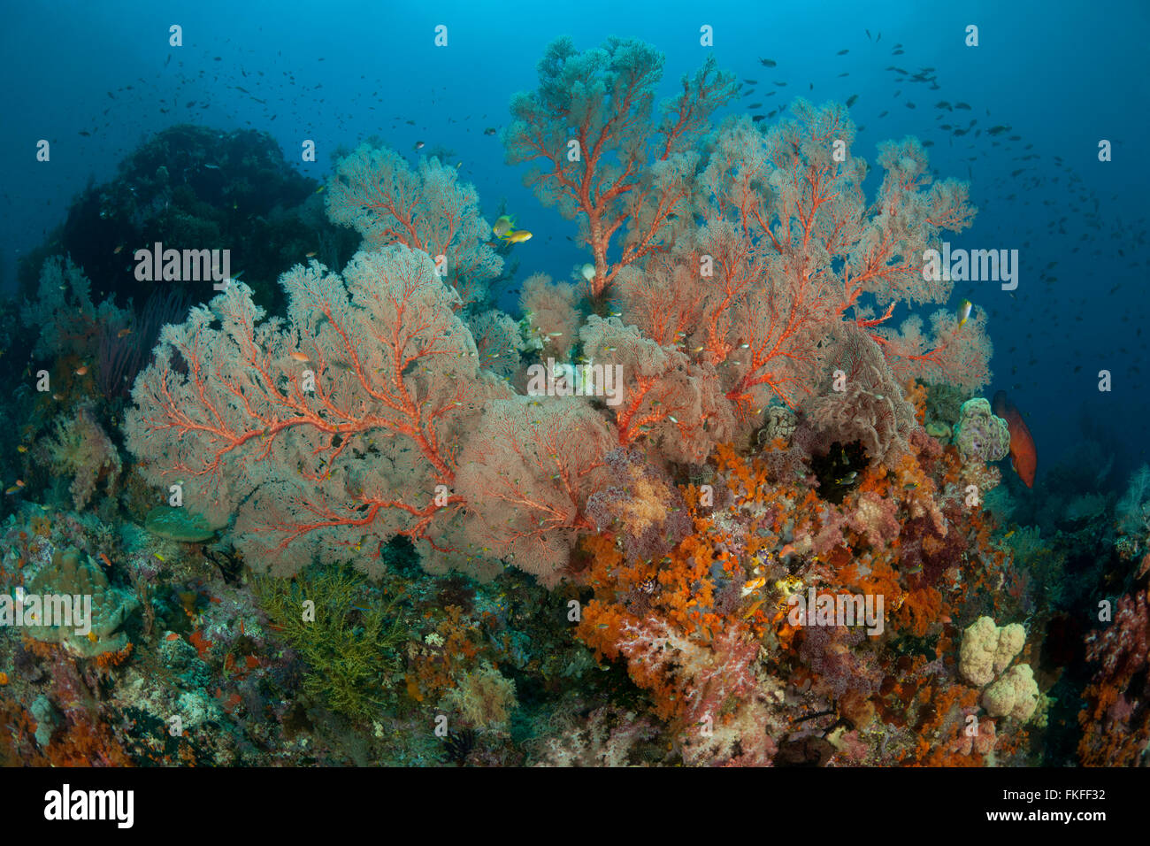 Colorful coral reef soft et gorgones. Banque D'Images
