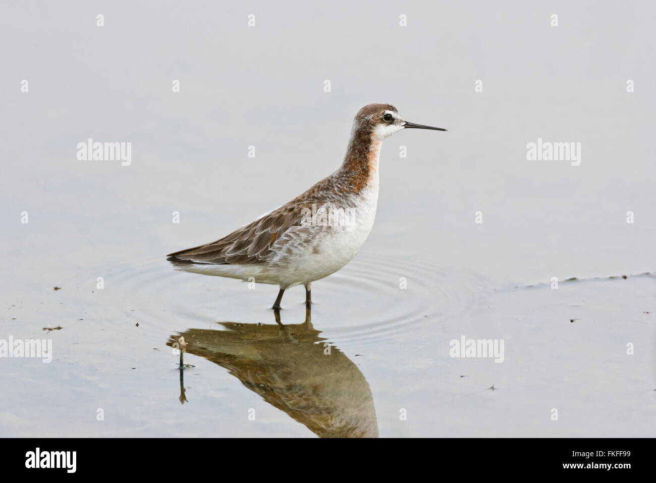 Le Phalarope de Wilson en eau peu profonde, à Bear River Refuge d'oiseaux migrateurs, de l'Utah, au début du printemps Banque D'Images