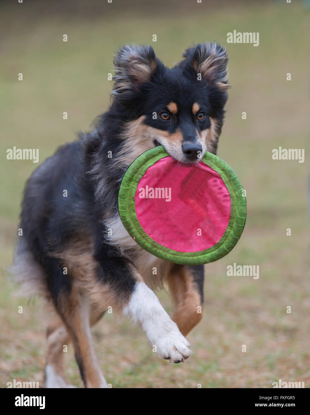 Australian Shepard avec chien Frisbee dans la bouche Banque D'Images