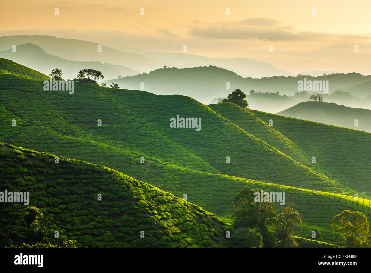 Matin brumeux dans une plantation de thé à Sungai Palas, Cameron Highlands, Pahang, Malaisie. Banque D'Images