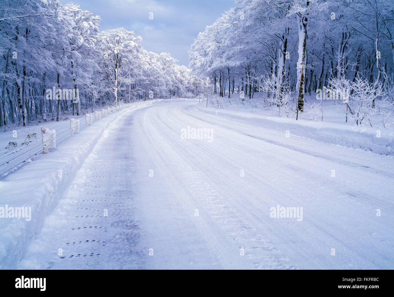 Une route de neige (394) à travers la forêt en hiver. Image prise près de montagnes Hakkouda à Aomori, dans le Nord, Japon Banque D'Images