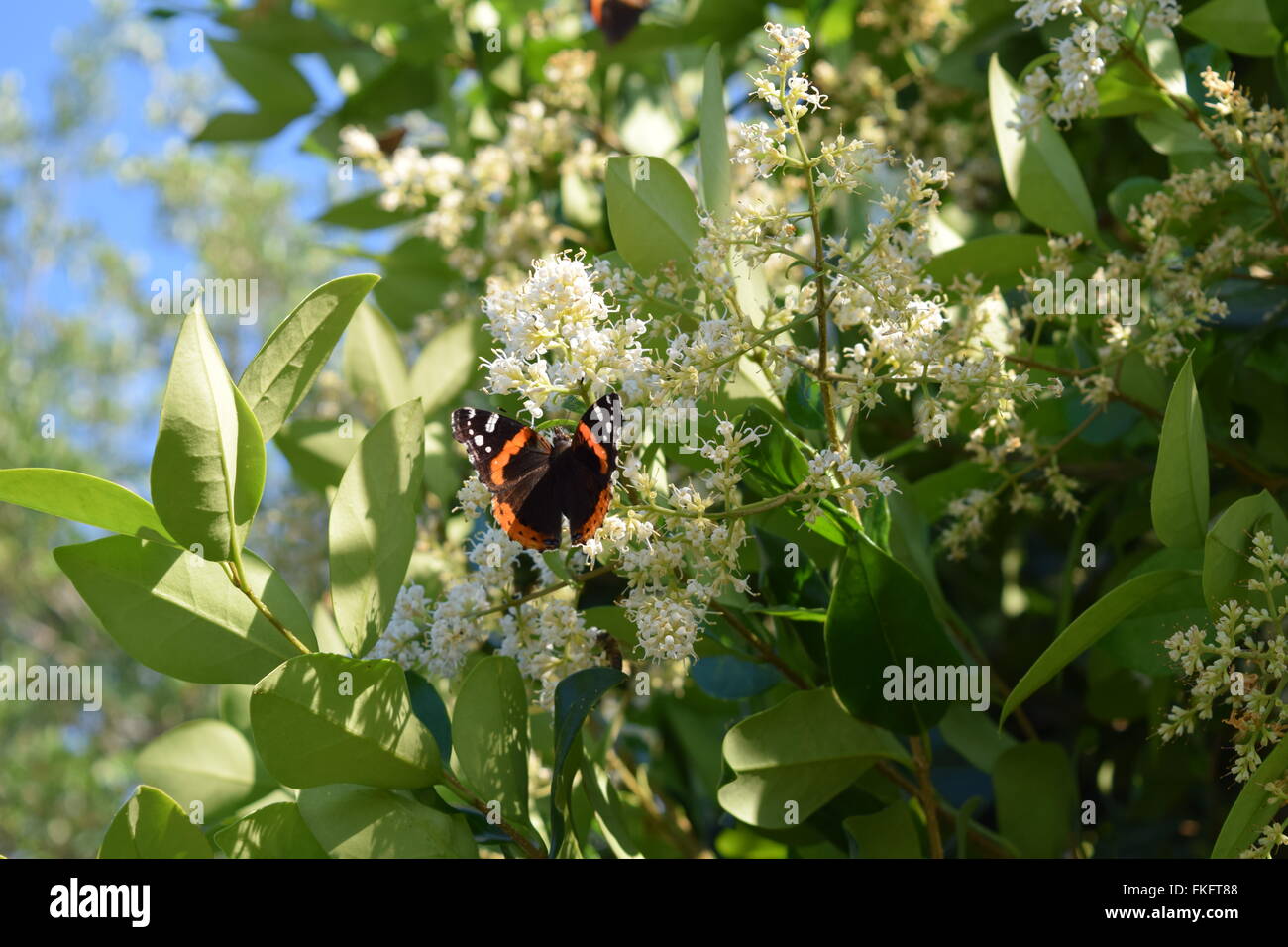 L'amiral rouge papillon sur un arbuste en fleurs. lagustrom Banque D'Images